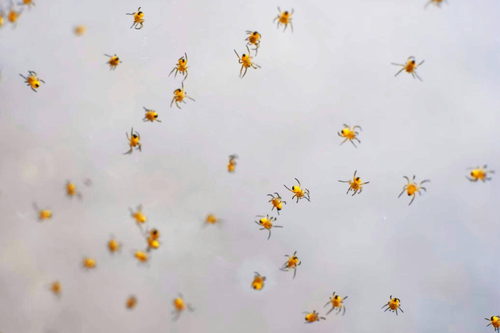 How to Make a Web Crawler With Python