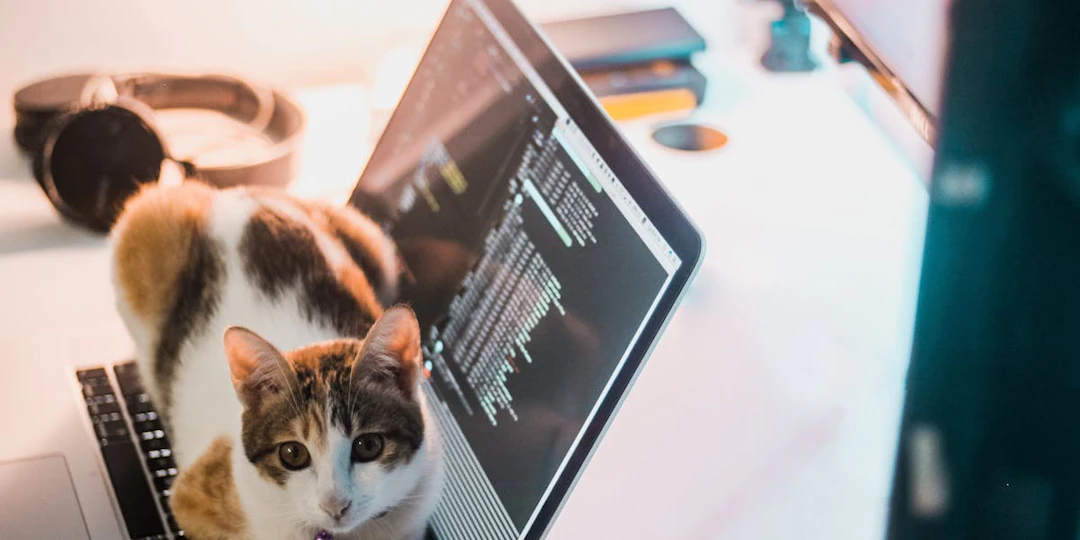 How to Use cURL With Python